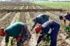 Сэконд-хэнд: Украине не нужны рабочие руки, зато Польша берет их оптом (Трудовой сэконд-хэнд: Украине не нужны рабочие руки, зато Польша берет их оптом) Трудовой сэконд-хэнд…