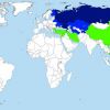 Сколько союзников нужно России?