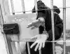 Как дело Голунова изменит Уголовный кодекс (Четверть всех заключенных в России сидит по голуновской статье УК) Четверть всех заключ…