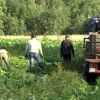 Население Эстонии встревожено наплывом гастарбайтеров с Украины (иллюстрация1) иллюстрация1