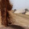Россию спасет не нефть: Русская пшеница стала золотой (Фото: Валерий Матыцин/ТАСС) Фото: Валерий Матыцин/ТАСС