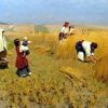 Украина: посеяли ветер, пожнут бурю