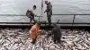 Россия запретила британцам ловить рыбу в Баренцевом море