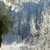 Беспризорный лес (Беспризорный лес) Беспризорный лес