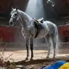 Убитое наследие и 'ненужные' трофеи. Трагедия украинских конных заводов (Украина.ру / Лошади, лонгрид) Украина.ру / Лошади, лонгрид