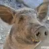А мясо будет? Малые свиноводческие фермы уходят с рынка (Фото: Накануне.RU) Фото: Накануне.RU
