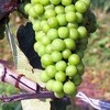 France Bleu: Одесские олигархи пытаются отнять земли у французского винодела