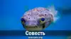 Совесть