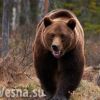 Посол России рассказал американцам о 'медведе, вырвавшемся из клетки'