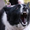 Польские читатели: наши политики страдают русобешенством (Interia) (Собака лает | © AP Photo, Elaine Thompson) Собака лает | © AP P…