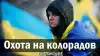 Охота на колорадов