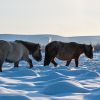The Telegraph (Великобритания): 59 восхитительных фактов о России (Оймякон, Республика Саха (Якутия), Россия | © CC BY-SA 4.0, Ilya Varlamov) Оймякон, Республика …