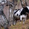 Немецкий фермер в России: Путин, скотина и я (FAZ, Германия) (Корова на выпасе | © РИА Новости, Илья Наймушин) Корова на выпасе | ©…