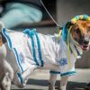 Мовный сюр в парикмахерской для украинских животных (Мовный сюр в парикмахерской для животных) Мовный сюр в парикма…