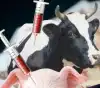 Жадность производителей вакцин становится препятствием для реализации планов 'хозяев денег' по организации голода