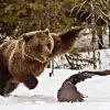 Не пора ли 'за флажки' дозволенного?
