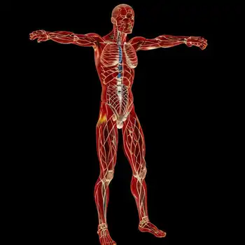 профиль человека профиль человека