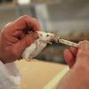 Ученые совершили прорыв в борьбе со старением (Кормление мыши | © РИА Новости, Павел Лисицын) Кормление мыши | © Р…