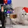 Синие и зелёные - не покупаем. Что делать с кошкой, которая хочет съесть гирлянду? (© РИА Новости . Наталья Селиверстова) © РИА Новости . Ната…