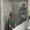 Этническая мафия: Россию азербайджанский и армянский криминал поделил на урожайные 'грядки' (На фото: Заур Шипилов (Фото: цитата видео/56orb)) На фото: Заур Шипило…