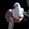 Мирные договорённости на Аляске породят новые проблемы (Мирные договорённости на Аляске породят новые проблемы) Мирные договорённост…