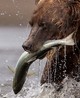 Россия вернулась на рынок кредитов
