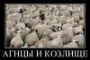 На упреждение: требуются репрессии... (агнцы и козлище) агнцы и козлище